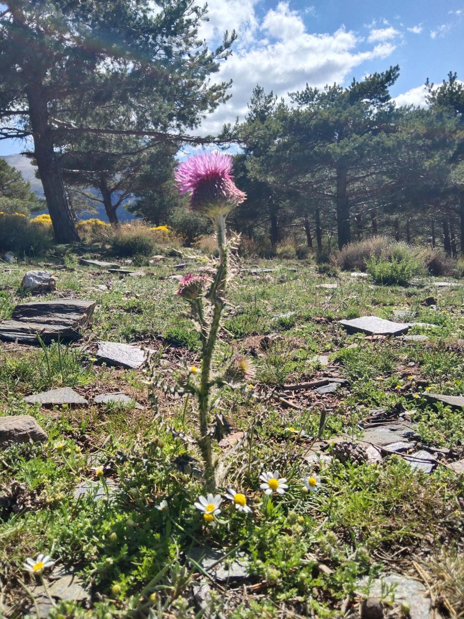 La Posada Del Altozano Lanteira Bagian luar foto